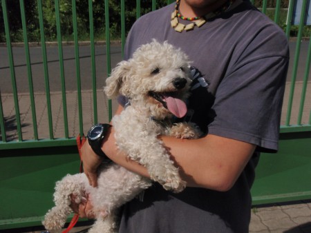 Bichon??? ČR - V PONUKE ÚTULKU SA UŽ NENACHÁDZA